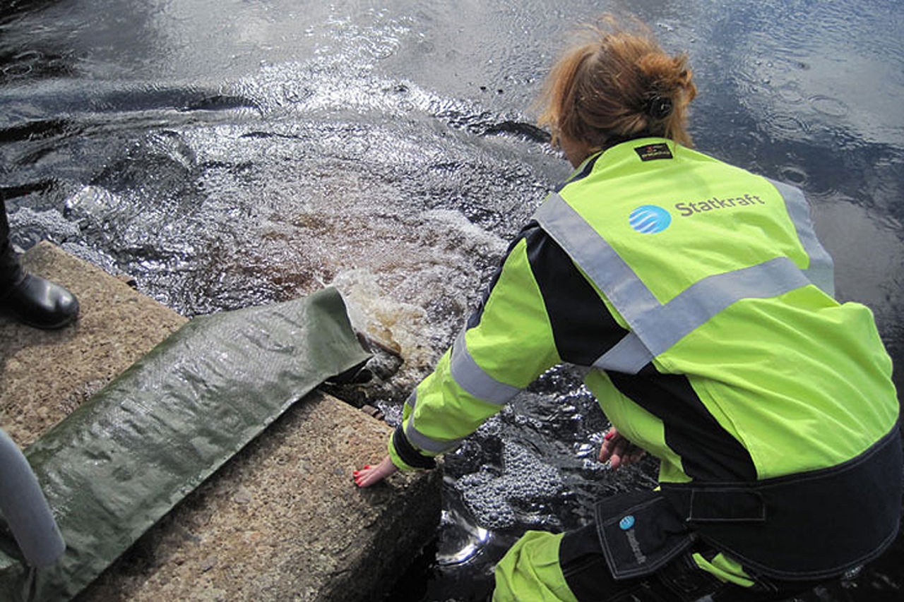 Eels transported up river
